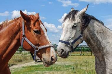 Çürüyen ve kahverengi atlar gökyüzüne yaklaşıyor.