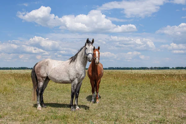 Chevaux Pourrissants Bruns Près Ciel — Photo