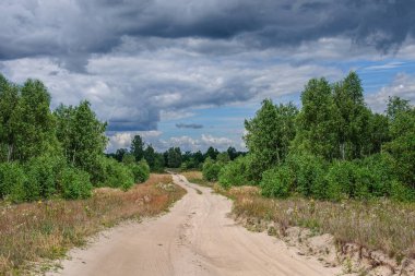 A well-rolled dirt road goes through a birch grove, with a gray gloomy sky above it. Ukraine