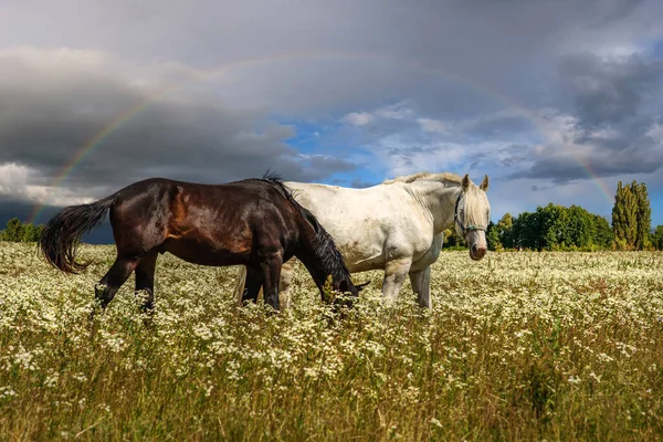 White Black Horses Graze Meadow Flowers Rainbow Rain — стоковое фото