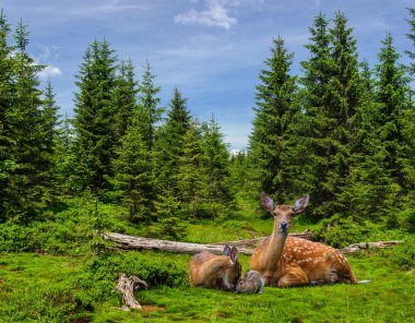 A family of mother and baby deer and a baby rabbit are lying on the lawn under the spruce trees in the Carpathian mountains. Ukraine