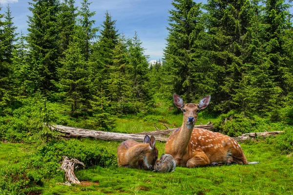 Family Mother Baby Deer Baby Rabbit Lying Lawn Spruce Trees — Stock fotografie