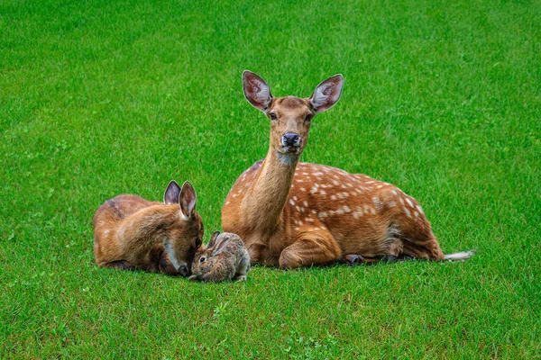 Family Mother Baby Deer Baby Rabbit Lying Lawn Spruce Trees — Photo