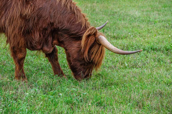 Big Shaggy Brown Bull Grazing Green Meadow — Stock fotografie