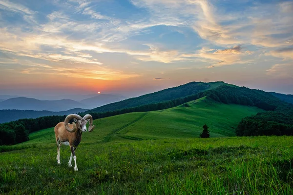 Mountain Ram Climbed Slope Carpathian Mountains Sunset Ukraine — Stok Foto