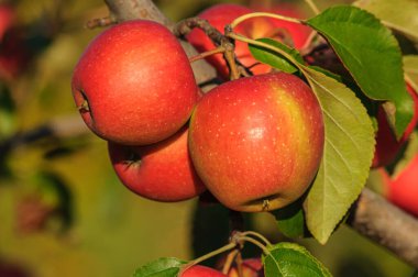 Ağaç dalında olgun kırmızı sulu elmalar
