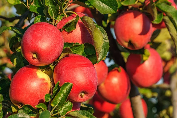 Ağaç dalında olgun kırmızı sulu elmalar