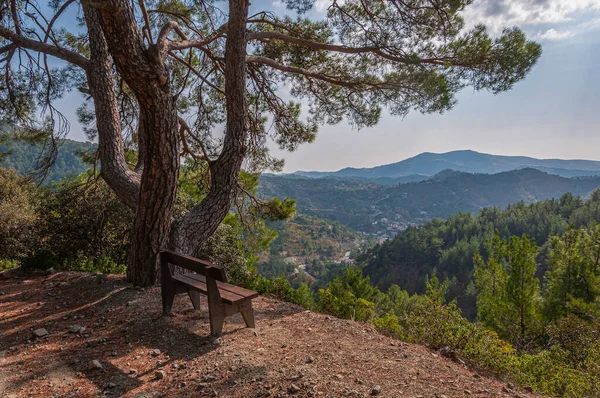 Bench Large Pine Tree Viewing Platform Island Cyprus — Stock Photo, Image