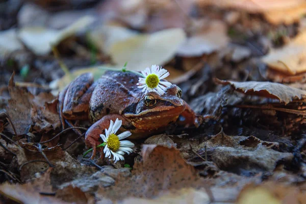 Ένας Μεγάλος Καφέ Βάτραχος Ένα Πεσμένο Φύλλο Στο Δάσος Ουκρανία — Φωτογραφία Αρχείου