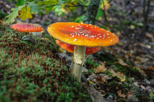 Cogumelo Vermelho Branco Floresta Ucrânia — Fotografia de Stock