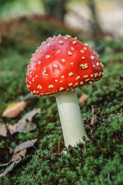 Cogumelo Vermelho Branco Floresta Ucrânia — Fotografia de Stock