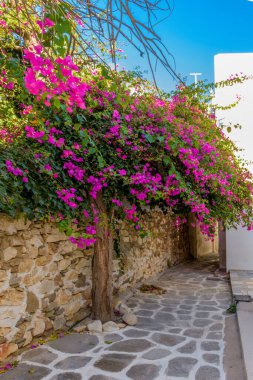 Traditional Cycladitic alley with narrow street, with arches  and a blooming bougainvillea in Naousa  Paros island, Greece.