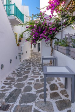 Yunanistan 'ın Naousa Paros adasında, dar sokakları, beyazlatılmış mağaza cephesi bir taverna dış cephesi ve çiçek açan bir bougainvillea ile geleneksel Cycladitic sokağı.