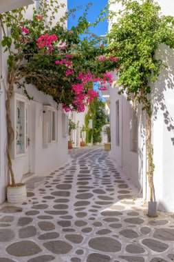 Yunanistan, Paros Adası, Parikia 'da dar sokakları, beyazlatılmış evleri ve çiçek açan begonvilleri olan geleneksel Kiklad sokağı..