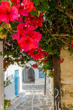 Prodromos Paros Adası 'nda beyazlatılmış evleri ve çiçek açmış begonvilleri olan geleneksel bir ara sokak.