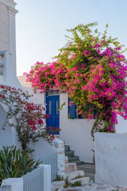 Yunanistan 'ın Parikia, Paros adasında beyazlatılmış bir evi ve çiçek açan bir begonvili evi olan geleneksel Kiklodik sokak.