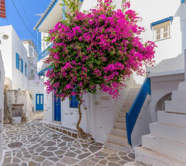 Dar bir sokağı, beyazlatılmış evleri ve Parikia, Paros Adası, Yunanistan 'da çiçek açan begonvilleri olan geleneksel Kiklad sokağı..