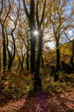 Yunanistan 'ın Zagori epirüsündeki Voidomatis nehrinin yakınlarındaki ağaçların dallarından güneş ışığı ışınları süzülüyor.