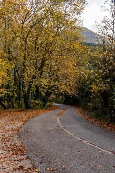 Cenário Outono Com Uma Estrada Que Conduz Através Das Árvores — Fotografia de Stock