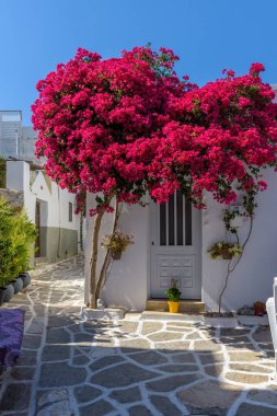 Prodromos Paros Yunanistan 'da çiçek açmış begonvilleri ve beyazlatılmış geleneksel evleri olan Picturesque Caddesi