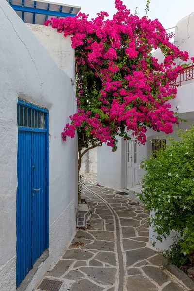 Yunanistan Marpissa Paros Adası Nda Dar Sokakları Beyazlatılmış Evleri Çiçek — Stok fotoğraf