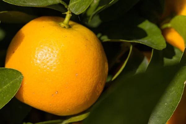 Close Uma Laranja Crescimento Uma Laranjeira — Fotografia de Stock