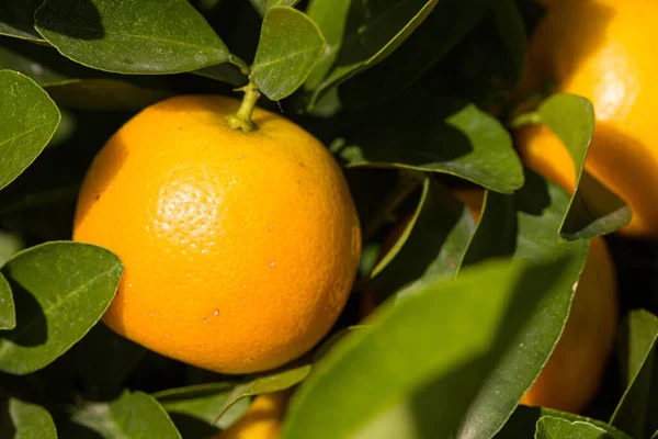 Close Uma Laranja Crescimento Uma Laranjeira — Fotografia de Stock