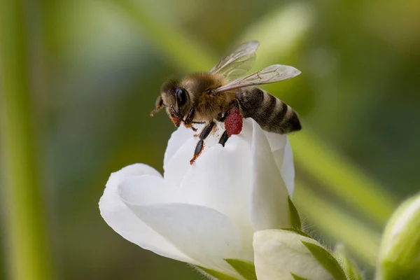 Insecto Volador Recogiendo Néctar Una Flor Blanca — Foto de Stock