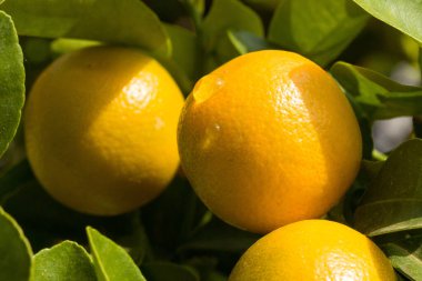Close up of growing oranges on a orange tree