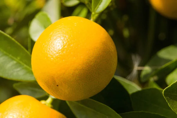 Close Growing Oranges Orange Tree — Fotografia de Stock