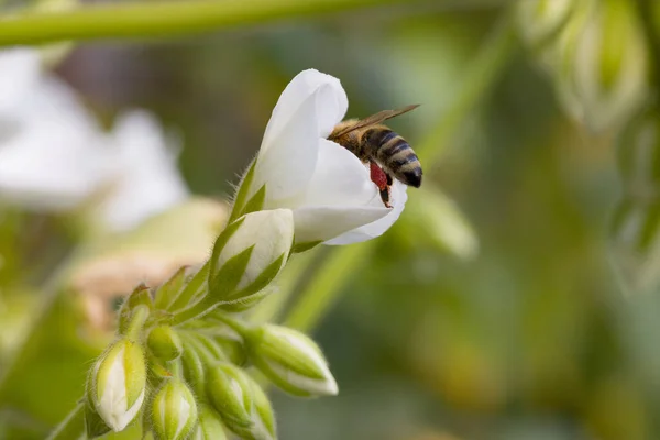 Honey Beet Collecting Nectar White Blossom — Foto de Stock