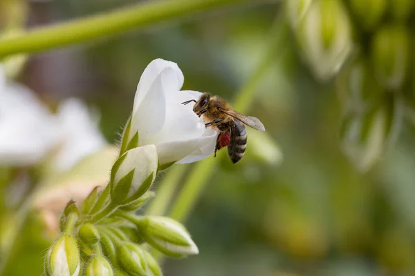 Insecto Volador Recogiendo Néctar Una Flor Blanca — Foto de Stock