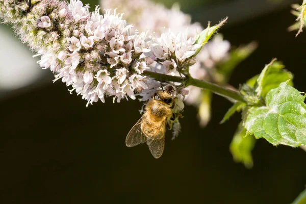 Flying Insect Bee Collecting Nectar White Blossom — Foto de Stock
