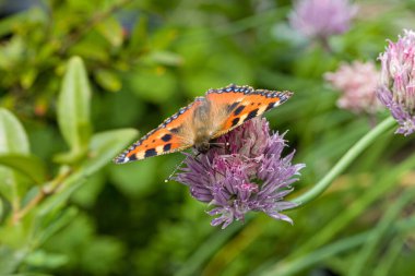Pembe çiçekli küçük bir kaplumbağa kabuğu.