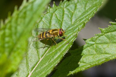 Bir bitkinin yeşil yaprağında dinlenen uçan bir sinek. 