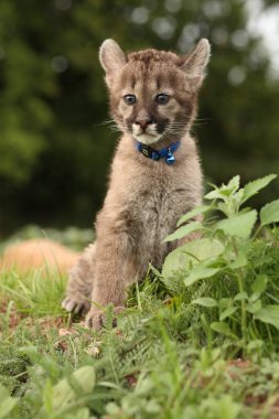 A watching young cheetah with a necklace sitting in deep grass