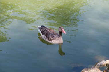 ördek nehirde yüzüyor.