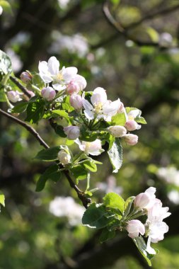 Bahar çiçekli elma dalı