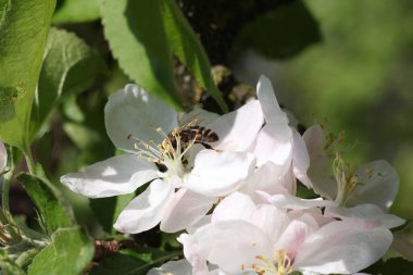 Elma ağacı bahar arısında çiçek açar.