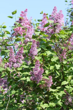 Leylak çalısı Mayısta açar