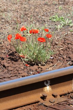 Demiryolunun yanındaki haşhaş çiçeği.