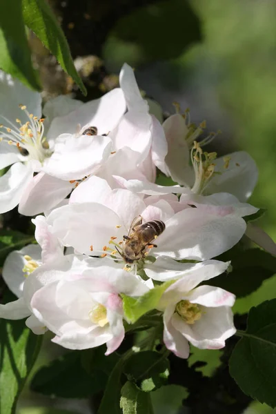 Elma ağacı bahar arısında çiçek açar.