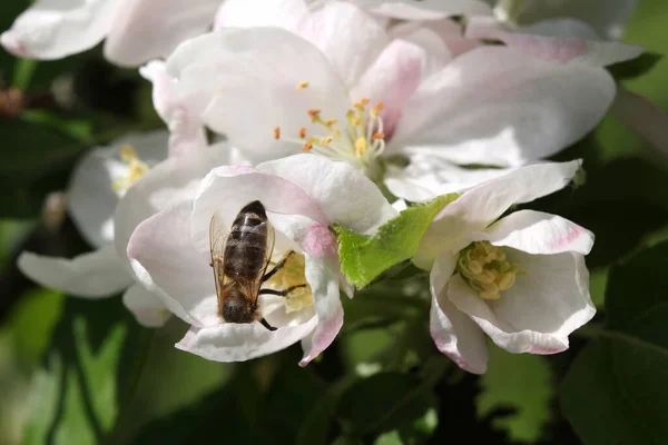 Elma ağacı bahar arısında çiçek açar.
