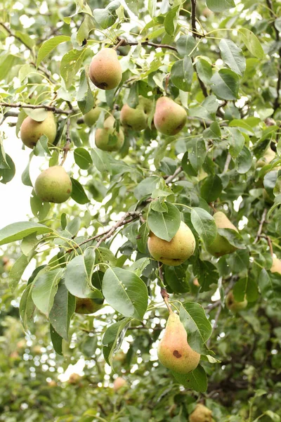 木の梨を熟す — ストック写真