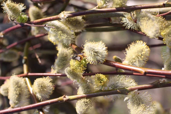 Bahar söğüt dalında yaban arısı