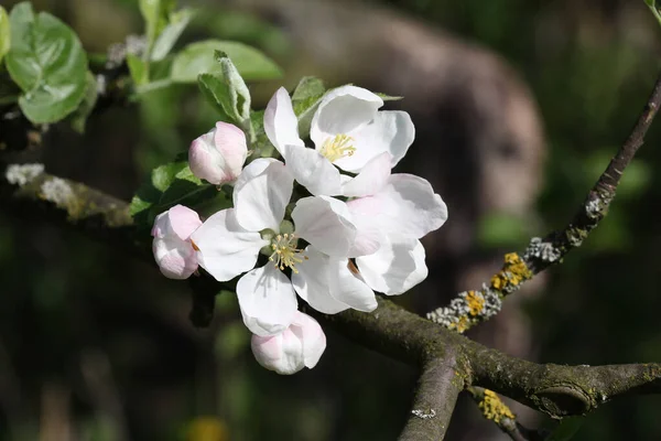Apfelbaumzweig Mit Frühlingsblumen — Stockfoto