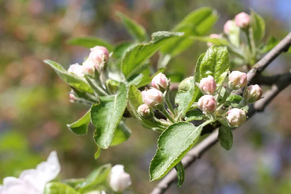 Bahar çiçekli elma dalı