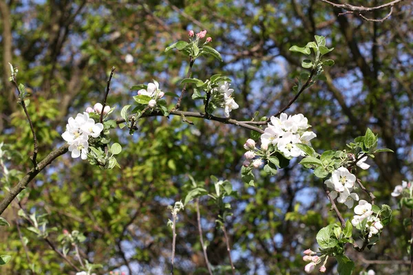 Ветвь Яблони Весенними Цветами — стоковое фото