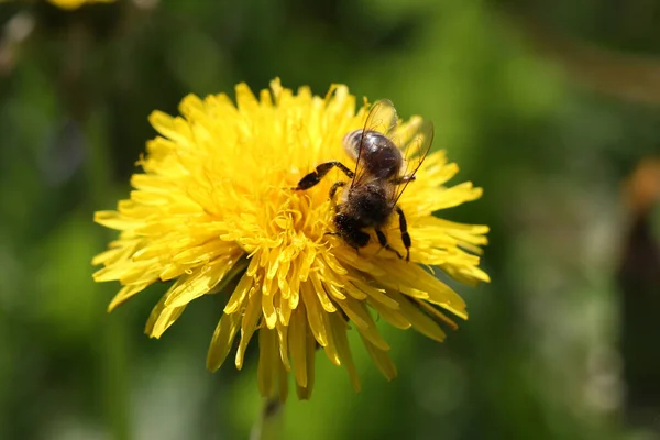 Sarı karahindiba çiçeği ve arka planda arı