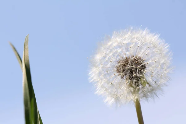 Gökyüzünde tohumları olan karahindiba çiçeği.